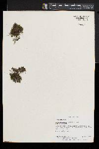 Hymenophyllum wrightii image