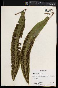 Asplenium scolopendrium image