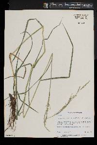 Glyceria melicaria image