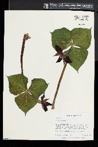 Trillium erectum image