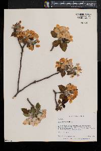 Malus pumila image