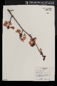 Prunus sargentii image