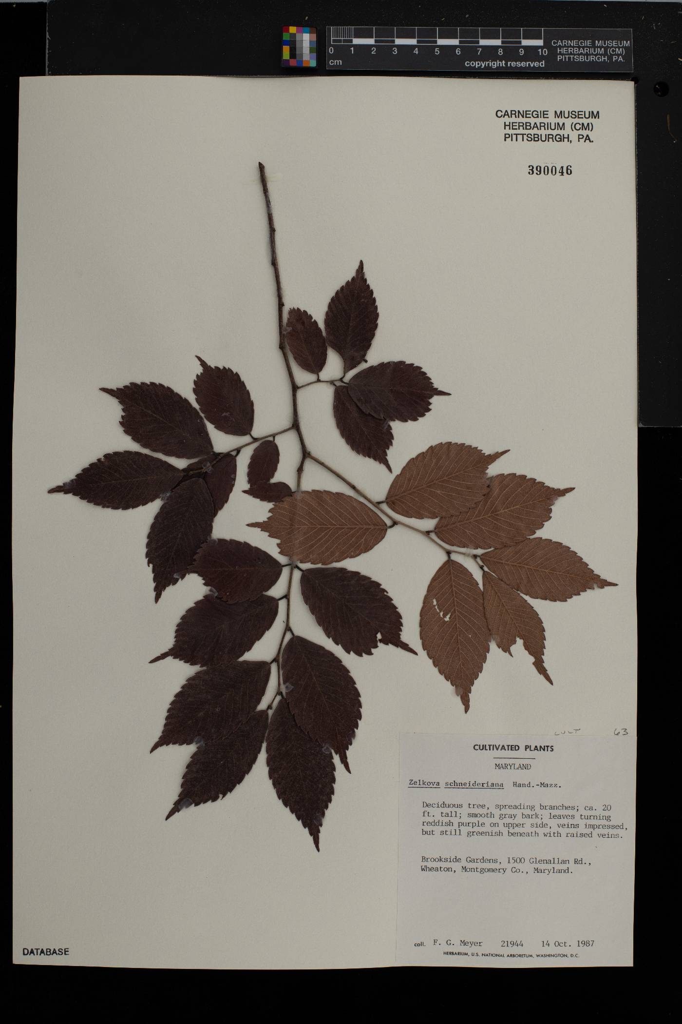 Zelkova schneideriana image