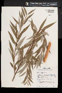 Salix x pendulina image