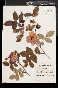 Rosa gallica image