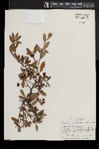 Cotoneaster salicifolius image