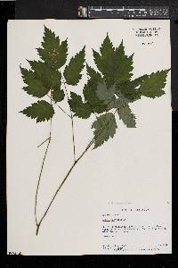 Actaea alba image