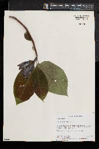 Magnolia acuminata image