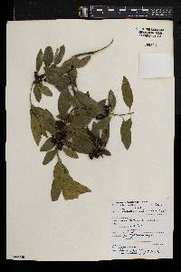 Rhamnus lycioides image