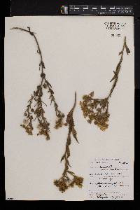 Andryala integrifolia image
