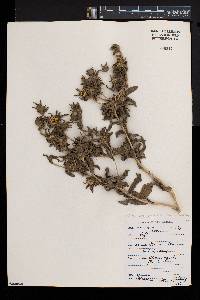 Asteriscus graveolens image