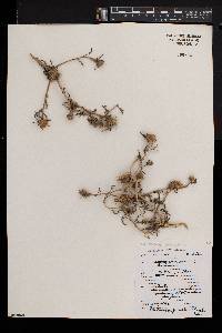 Asteriscus graveolens image