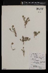 Teucrium polium image