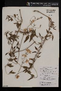 Clematis flammula image