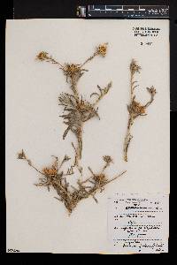 Asteriscus graveolens image