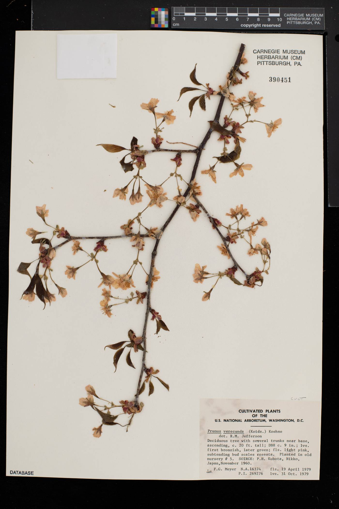 Prunus verecunda image