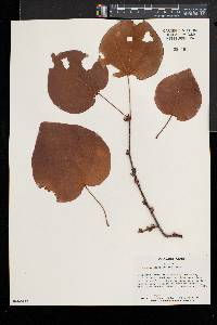 Disanthus cercidifolius image