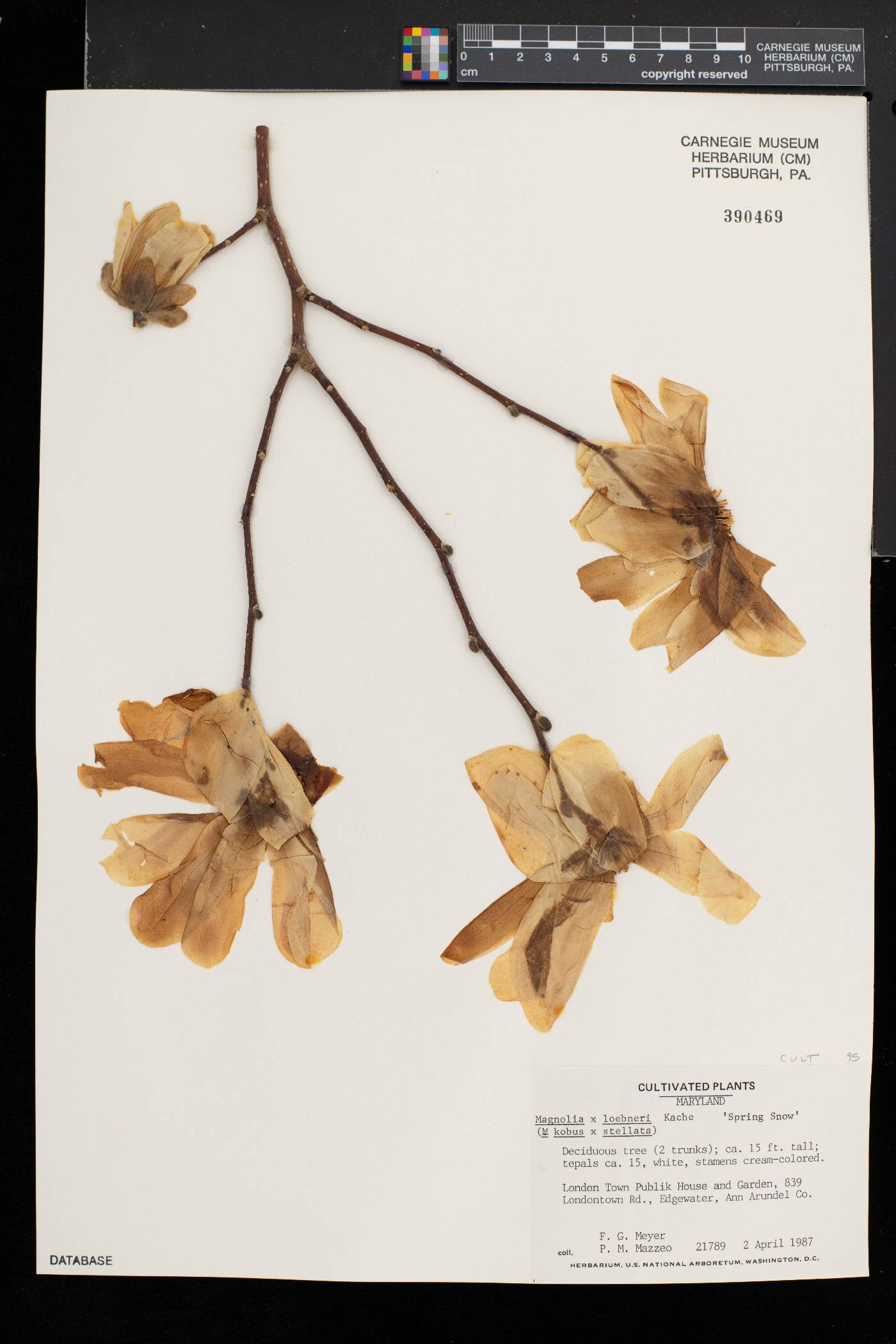 Magnolia loebneri image