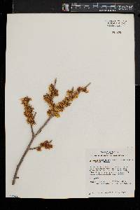 Hamamelis intermedia image