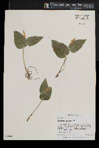 Maianthemum canadense image