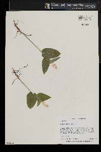 Maianthemum canadense image