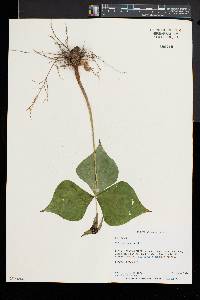 Trillium erectum image