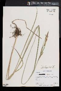 Carex aquatilis var. substricta image