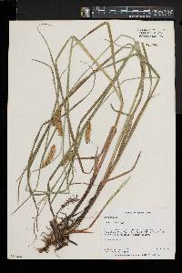 Carex vesicaria image