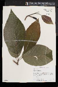 Magnolia acuminata image