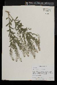 Lepidium campestre image