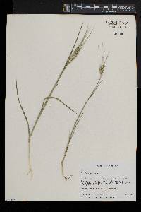 Triticum aestivum image