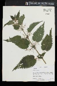 Urtica dioica subsp. dioica image