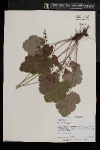 Heuchera americana image