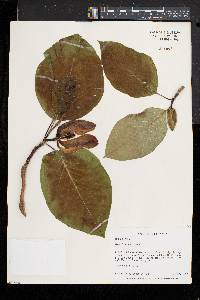 Magnolia acuminata image