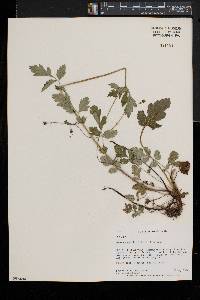 Geum vernum image