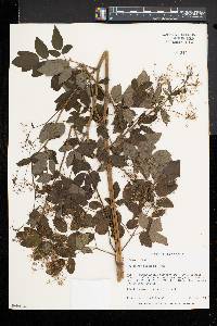 Thalictrum pubescens image