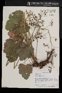 Heuchera americana image