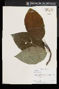 Magnolia acuminata image