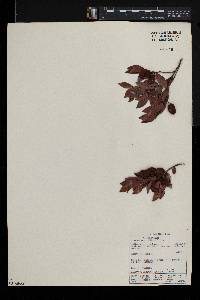 Diospyros whyteana image