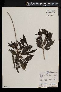 Coptosperma supra-axillare image