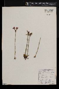 Chironia purpurascens subsp. humilis image