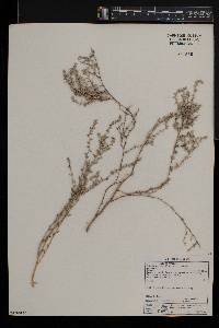 Galenia pubescens image