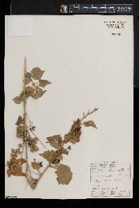 Abutilon angulatum image