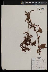 Rumex sagittatus image
