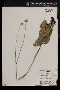 Cephalaria pungens image