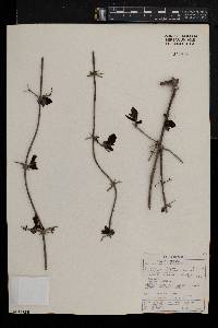 Combretum mossambicense image