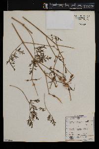 Pelargonium dolomiticum image