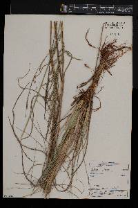 Eragrostis plana image