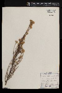 Helichrysum lepidissimum image