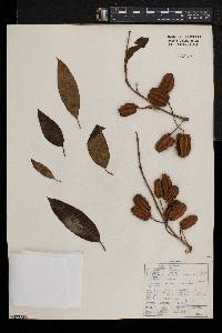 Combretum collinum image